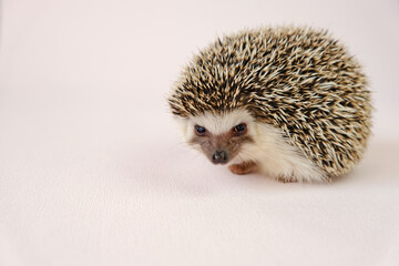 Hedgehog on beige background.Portrait of an emotional angry hedgehog. Domestic prickly pets. African white-bellied pygmy hedgehog