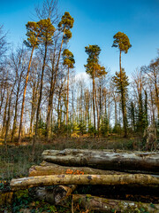 Fototapeta premium Abholzung im Mischwald