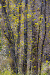 USA, Washington State, Fall City. Cottonwood springtime with leaves just budding out