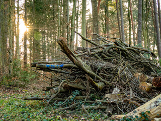 Abholzung im Mischwald