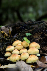 Falso chiodino o zolfino (Hypholoma fasciculare. ), Sulphur Tuft fungi, Hypholoma fasciculare.Tempio. Sardegna. Italia, gallura.. Sardinia