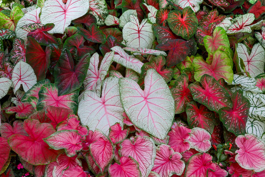 USA, Washington State, Sammamish. Tropical caladium leafed plants on deck in mass plantings