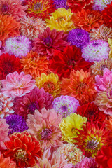 Obraz premium USA, Washington State, Sammamish. Dahlia grouping flower pattern and design