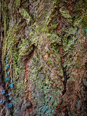 Gefällte und gesägte Bäume im Mischwald