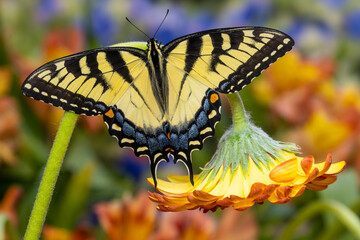 USA, Washington State, Sammamish. Eastern tiger swallowtail buttery on orange gerber daisy