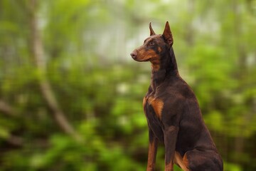 Luckyhappy dog pet sitting in the forest