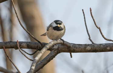 Carolina chickadee perched on a branch, a yellow worm in its mouth.