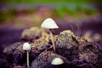 White mushrooms sprouting from organic matter with a blurred earthy background.