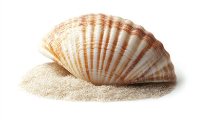 Single seashell in sand on white background.