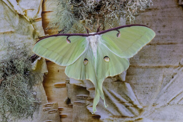 USA, Washington State, Sammamish. Luna silk moth lime green with long tail on hind wings