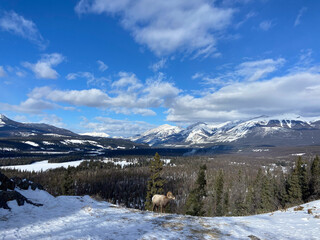 Winter in Jasper, Alberta, Canada – snow-covered mountains, frosty forests, and crisp blue skies. Sunlit trees, birds in flight, and ducks on icy waters capture the beauty of the season.