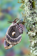 USA, Washington State, Sammamish. Columbia silk moth on lichen branch