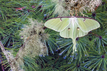 Naklejka premium USA, Washington State, Sammamish. Luna silk moth lime green with long tail on hind wings