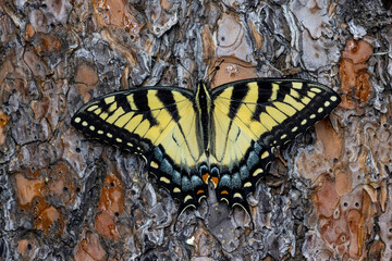 USA, Washington State, Sammamish. Eastern tiger swallowtail buttery resting on ponderosa pine bark