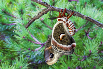USA, Washington State, Sammamish. Red robin silk moth