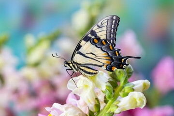USA, Washington State, Sammamish. Eastern tiger swallowtail buttery on pink and white snapdragons