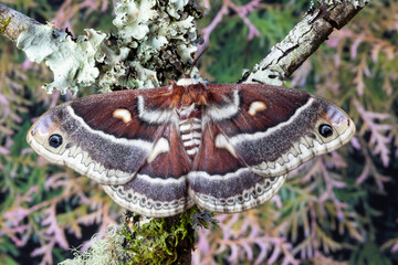 USA, Washington State, Sammamish. Silk moth, Hyalophora Columbia female with wings open lichen covered branch