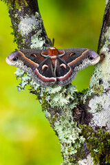 USA, Washington State, Sammamish. Red robin silk moth male