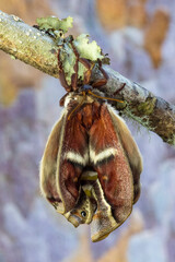 USA, Washington State, Sammamish. Columbia silk moth just after hatching out and expanding it wings