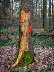 Zur Fällung markierte Bäume im Mischwald