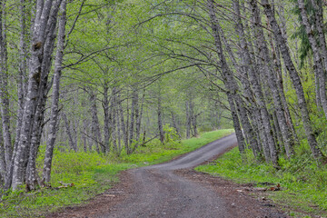 USA, Washington State, Old Highway 2 curved grave road lined with alder trees