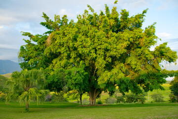 Large, lush tree in a vibrant green landscape, Cruzeiro, SP