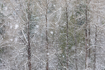 USA, Washington State, Preston. Winters snow fall on cottonwood trees