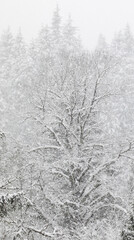 USA, Washington State, Preston. Winters snow fall on cottonwood trees