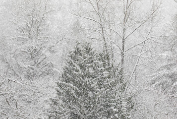 USA, Washington State, Preston. Winters snow fall on cottonwood trees