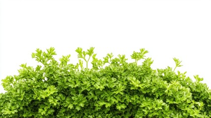 Obraz premium Lush Green Foliage Border: A vibrant and verdant cluster of foliage stretches across the frame, creating a natural border with a fresh and lively feel.