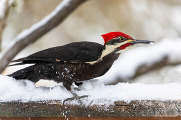 USA, Washington State, Sammamish. Pileated woodpecker perched on snow covered branch