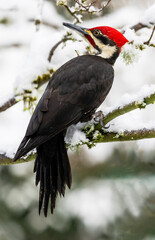 USA, Washington State, Sammamish. Pileated woodpecker perched on snow covered branch