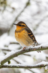 USA, Washington State, Sammamish. Varied thrush perched on snow covered branch