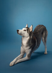 A Siberian Husky gracefully posing mid-stretch against a blue backdrop, showcasing its sleek black and white fur. The dog's poised posture and attentive expression capture its charm.