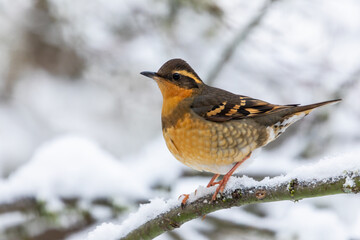 USA, Washington State, Sammamish. Varied thrush perched on snow covered branch