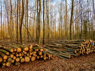 Frisch gefällte und markierte Baumstämme am Waldweg