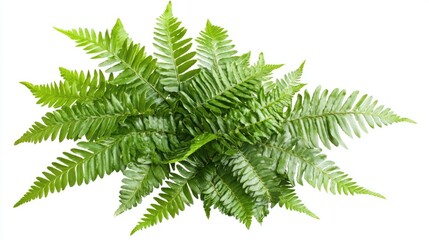 A vibrant fern plant with lush green leaves against a white background