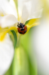 白い花とテントウムシ