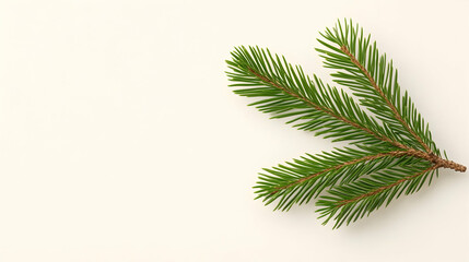 Fresh pine branch on white background, winter holidays design element