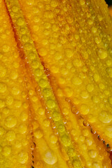 USA, Washington State, Sammamish. Dewdrops on orange and yellow lily flower