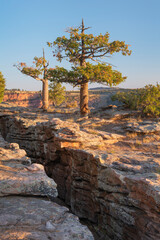 Pine tree on edge of Red Canyon, Flaming Gorge National Recreation Area, Utah.