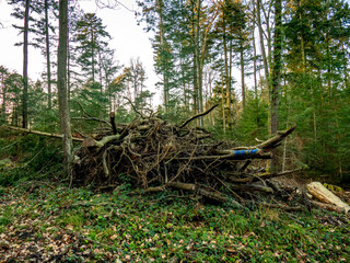 Abholzung im Mischwald