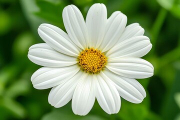 Fototapeta premium White flower green background.