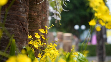 Growing orchids is a rewarding challenge