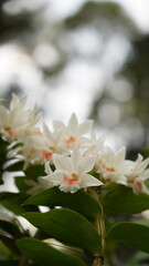Growing orchids is a rewarding challenge