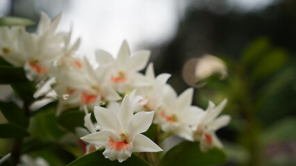 Growing orchids is a rewarding challenge