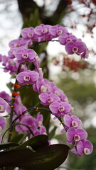 Growing orchids is a rewarding challenge