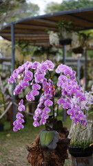 Growing orchids is a rewarding challenge