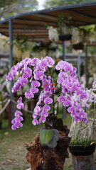 Growing orchids is a rewarding challenge