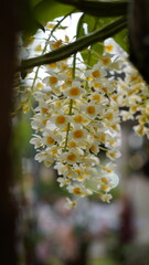 Growing orchids is a rewarding challenge